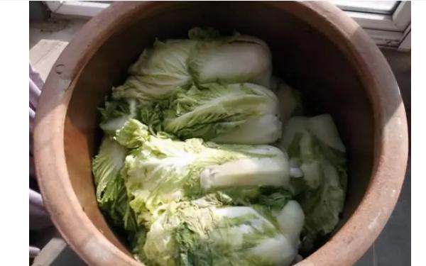 白菜不晒可以直接腌酸菜吗？大白菜冻了能缓过来吗？