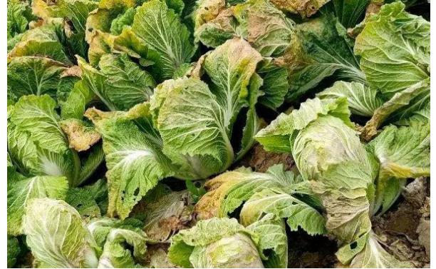 种植白菜用什么药杀虫最好？大白菜用什么肥料最好？