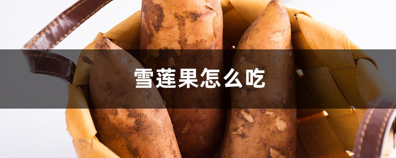 雪莲果是什么东西
