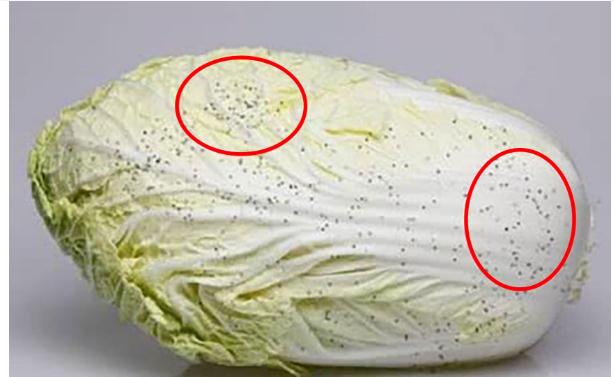 黄心白菜和大白菜的区别？白菜上的黑点点是什么？