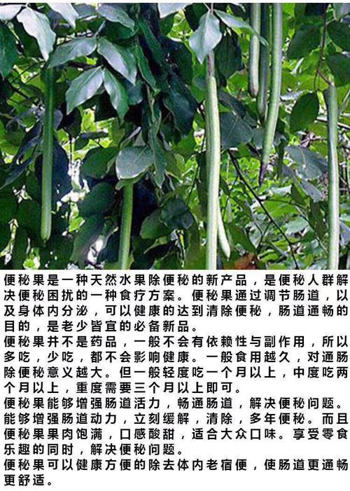 便秘果的功效与作用有副作用吗