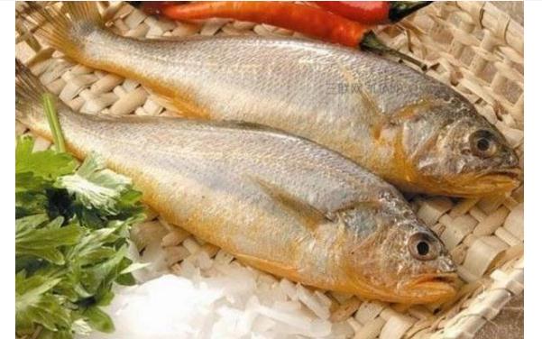 黄花鱼有什么营养价值？哪些人群不宜食用黄花鱼？