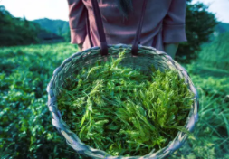 莓茶的作用和功效