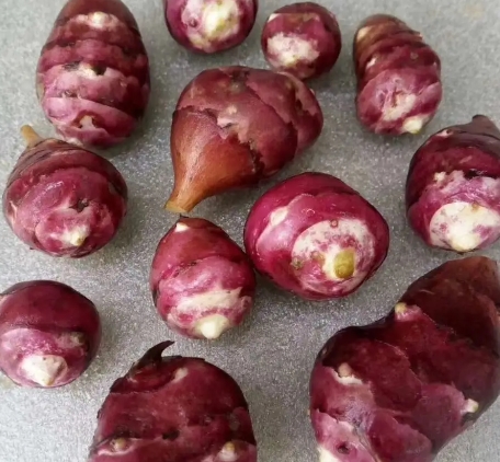 胰岛果的功效和作用