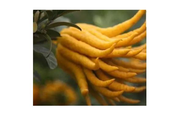 佛手瓜有哪些功效与作用？哪些人不宜食用佛手瓜？