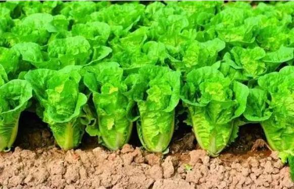 种植白菜用什么药杀虫最好？大白菜用什么肥料最好？