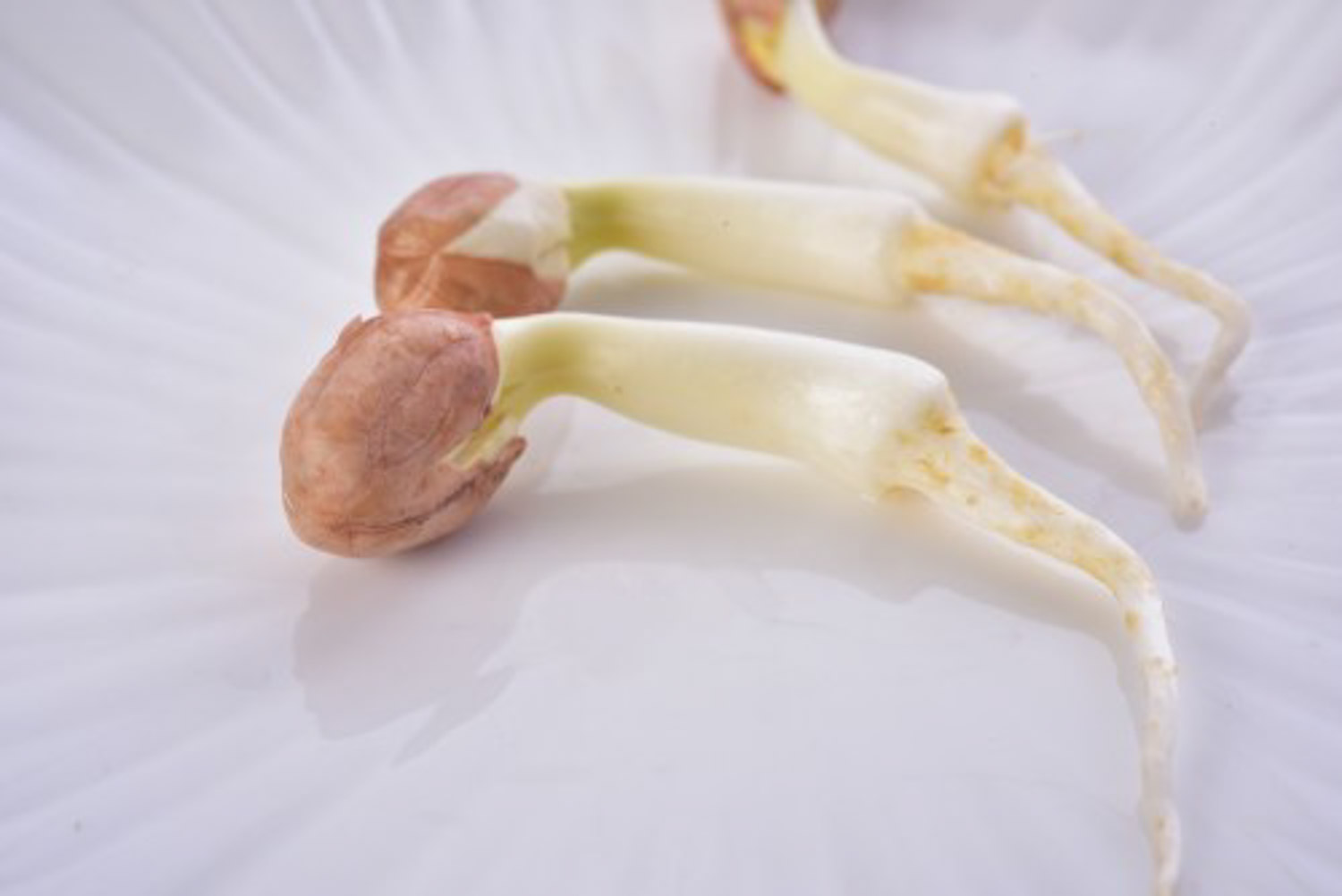 生花生的功效与作用