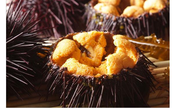 食用海胆都有什么营养价值？海胆与哪些食物不能同食？
