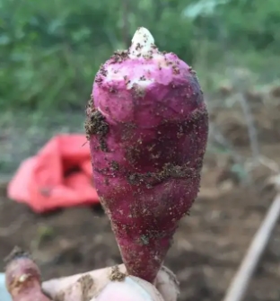 胰岛果的功效和作用