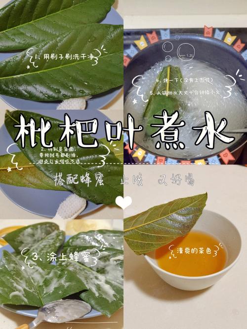枇杷叶煮水的功效与作用