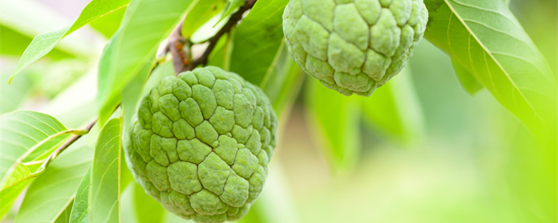 释迦果丰收是什么季节