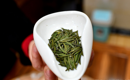 黄金芽属于什么茶