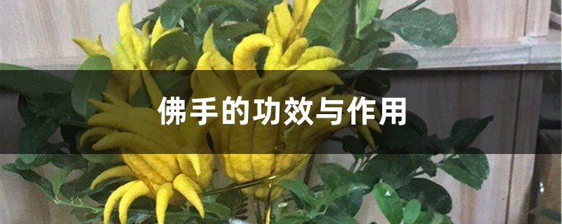 佛手的功效与作用