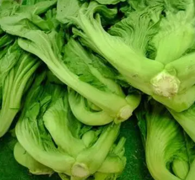 芥菜的图片