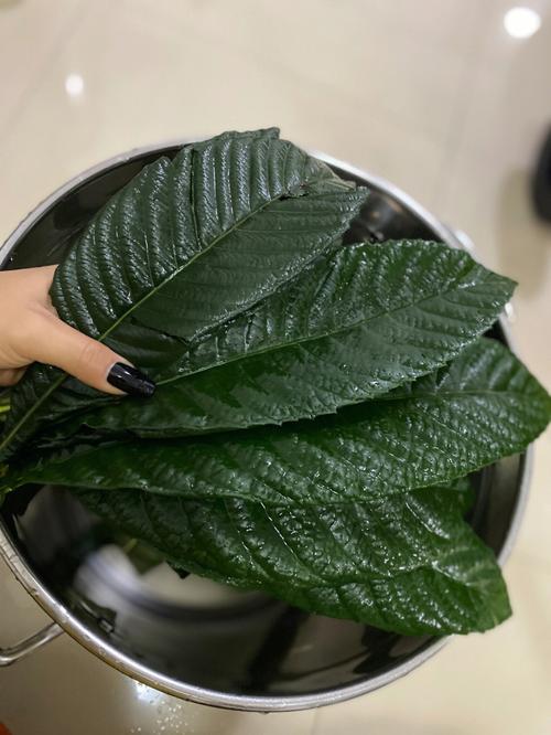 枇杷叶煮水的功效与作用