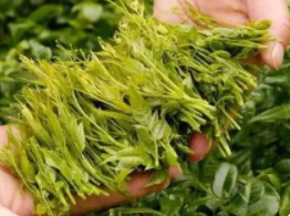 莓茶的作用和功效
