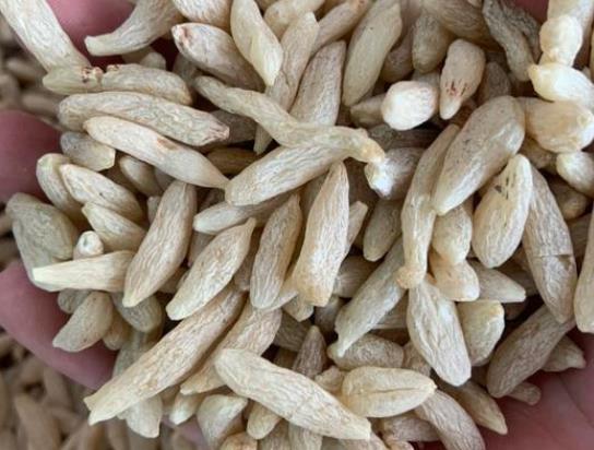 麦冬一天可以泡多少粒 麦冬泡水需要切一下吗