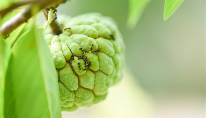 释迦果丰收是什么季节