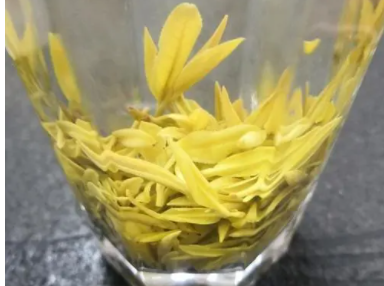 黄金芽属于什么茶