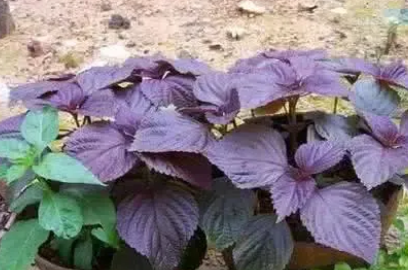 红薯叶尽量少吃