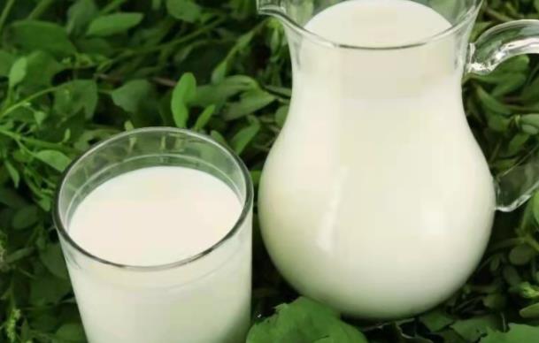 羊奶膻味重是好奶吗 羊奶怎么去膻味