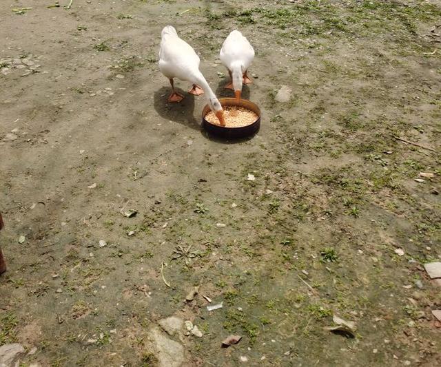鹅蛋治病偏方