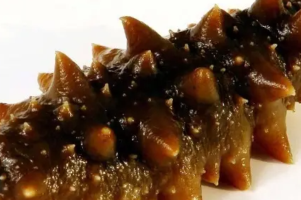 海参作用大吗