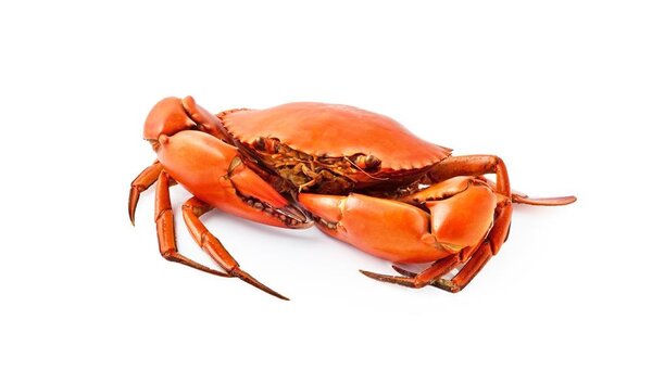 河蟹蒸多久最佳时间