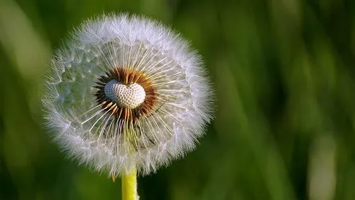 蒲公英可以治病吗怎么吃