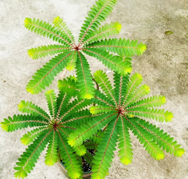 叶下珠草药的功效与作用