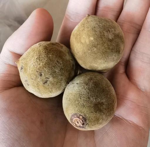 化橘红片泡水喝的功效与作用及禁忌