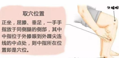 足三里的准确位置图