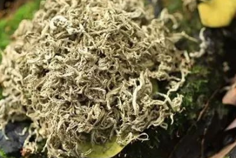 艾草的功效与用法